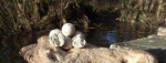 Predám boilies DWB – fotka 2