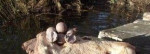 Predám boilies DWB – fotka 3
